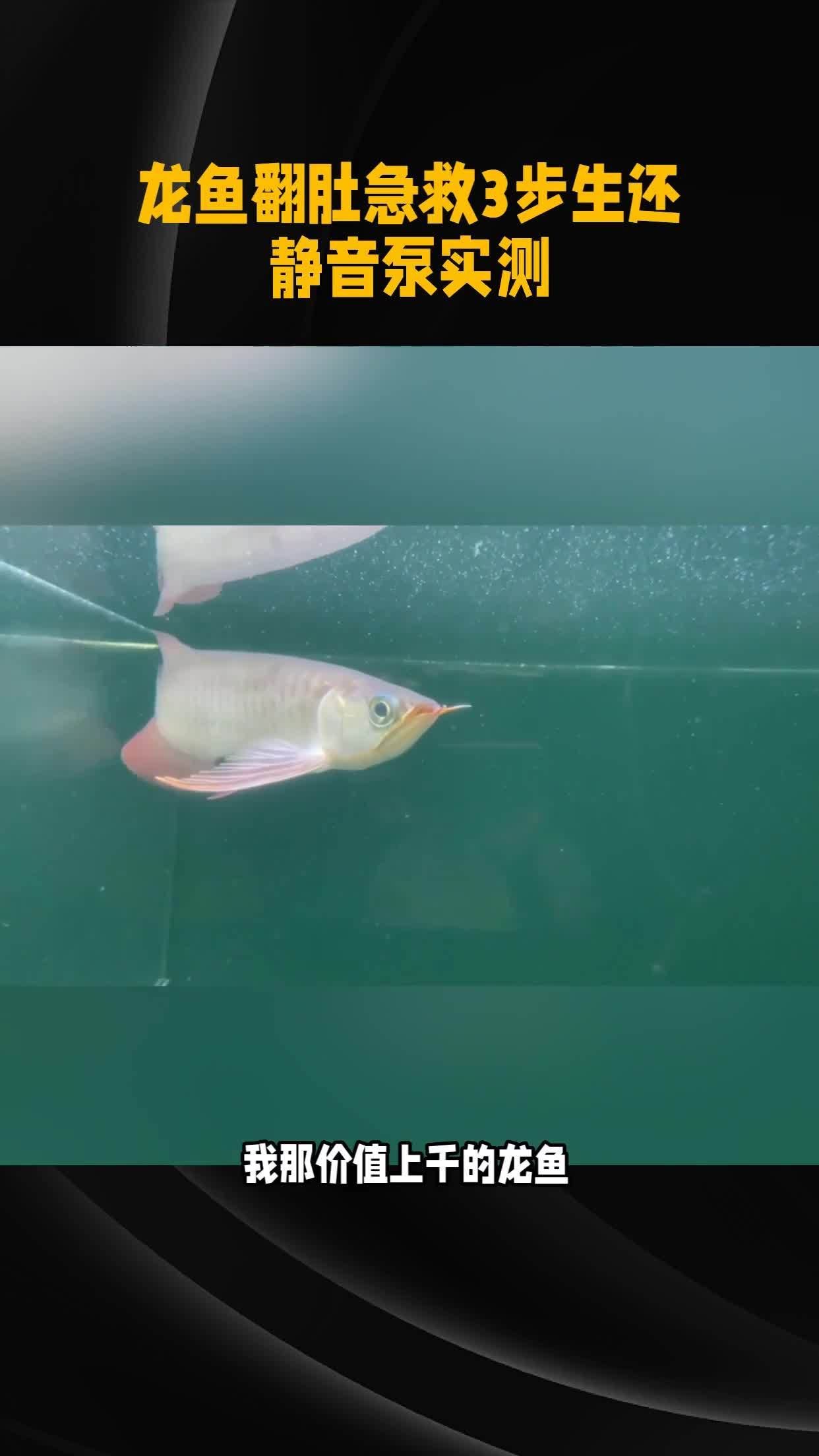 龍魚肚子朝上會自己恢復嗎？，靜音泵實測全民小視頻龍魚翻肚急救3步生還