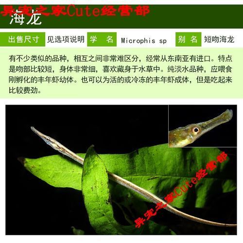 哪里可以買到正宗的海龍魚？，如何挑選正宗的海龍魚