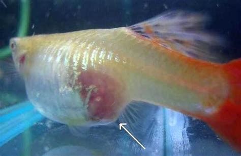 龍魚肉瘤會自行消失嗎？，龍魚肉瘤會自行消失嗎