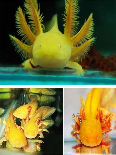四角龍魚的圖片，四角龍魚有哪些獨(dú)特特征