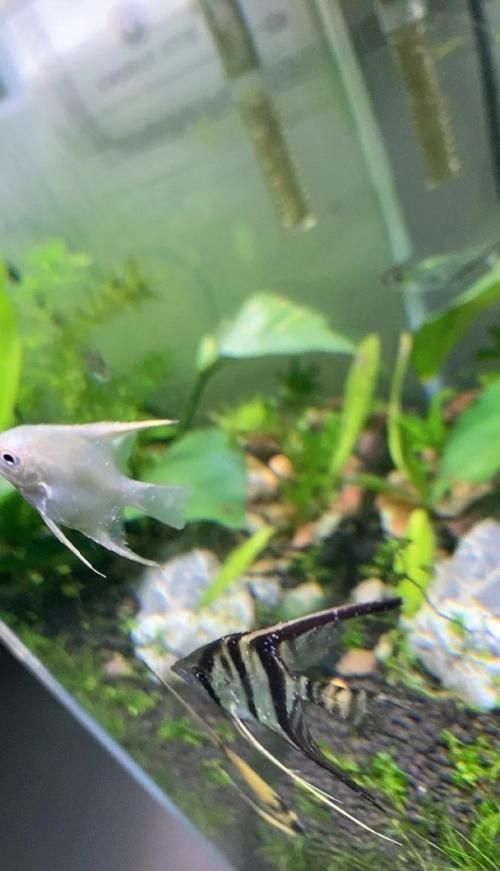 如何判斷燕魚是否感染了細(xì)菌，——權(quán)威水族醫(yī)學(xué)圖庫、專業(yè)養(yǎng)魚論壇的高清實(shí)拍圖