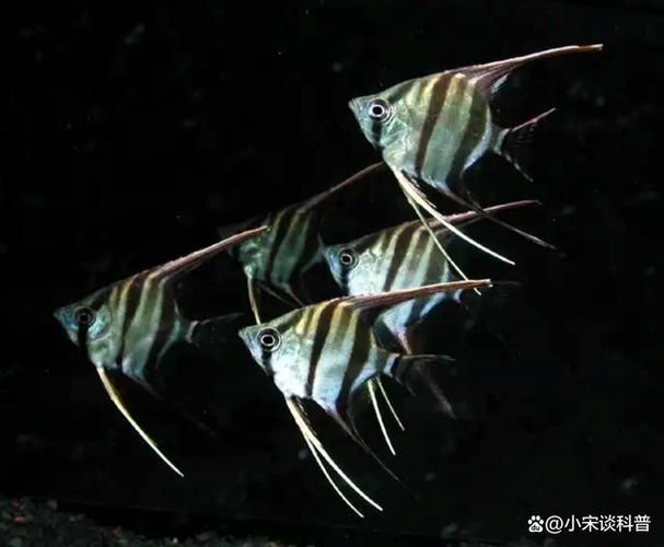 如何判斷燕魚是否感染了細(xì)菌，——權(quán)威水族醫(yī)學(xué)圖庫、專業(yè)養(yǎng)魚論壇的高清實(shí)拍圖