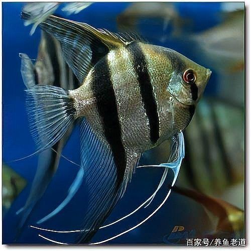 如何判斷燕魚是否感染了細(xì)菌，——權(quán)威水族醫(yī)學(xué)圖庫、專業(yè)養(yǎng)魚論壇的高清實(shí)拍圖