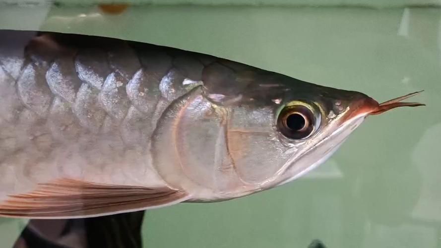 紅龍魚腮部發色有哪些品種，紅龍魚腮部發色及種詳解