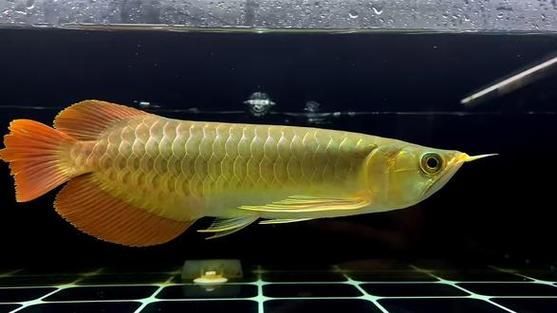 紅龍魚腮部發色有哪些品種，紅龍魚腮部發色及種詳解