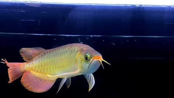 紅龍魚腮部發色有哪些品種，紅龍魚腮部發色及種詳解