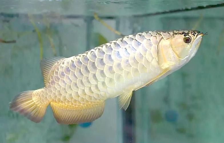 什么叫過背金龍魚圖，過背金龍魚的價格是多少