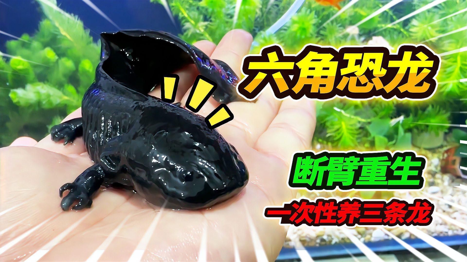 六角龍魚的再生能力有多強？，六角龍魚再生能力與哪些基因有關六角龍魚再生能力與哪些基因有關
