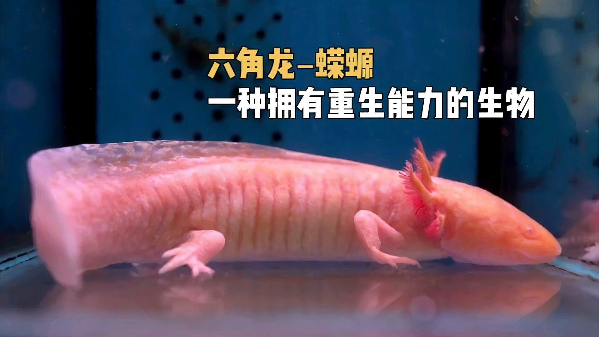 六角龍魚的再生能力有多強？，六角龍魚再生能力與哪些基因有關六角龍魚再生能力與哪些基因有關