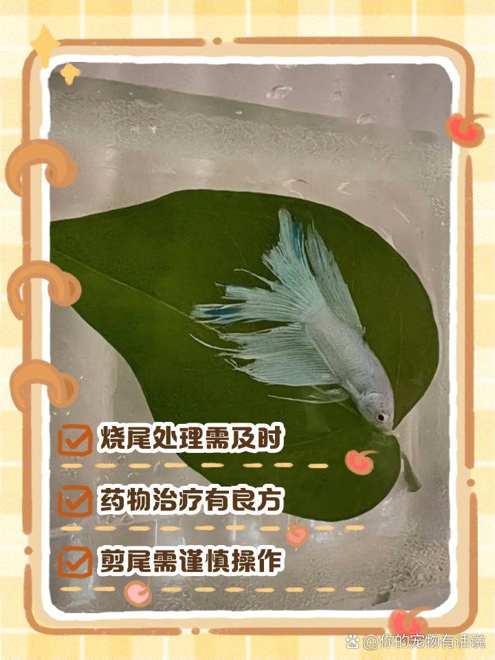 有哪些藥物可以治療燒尾，斗魚燒尾如何處理