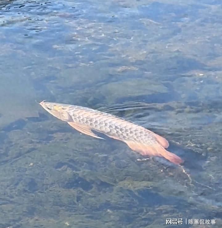 紅金龍魚的市場價格波動大嗎，紅金龍魚價格波動大嗎