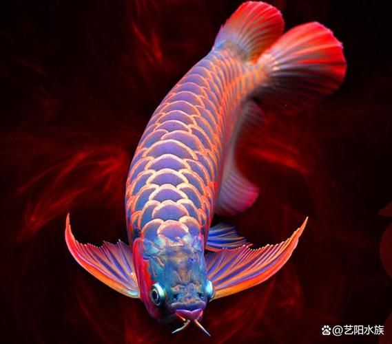 1000萬金龍魚圖片，1000萬金龍魚圖片展示一系列珍貴的金龍魚圖片 1000萬金龍魚圖片，1000萬金龍魚圖片展示一系列珍貴的金龍魚圖片 龍魚百科 第17張