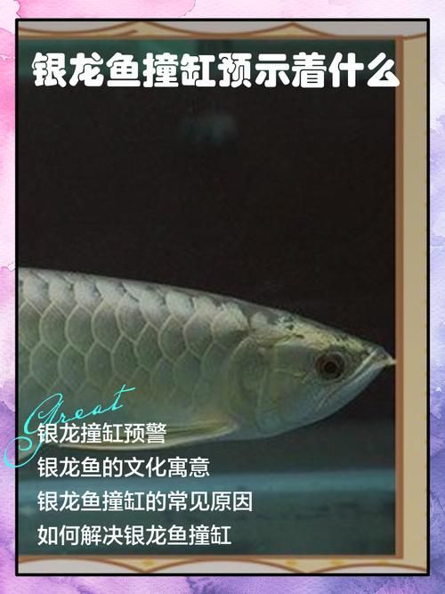 如何判斷龍魚撞缸是否嚴重，arxiv論文助手arxiv論文助手判斷龍魚撞缸是否嚴重