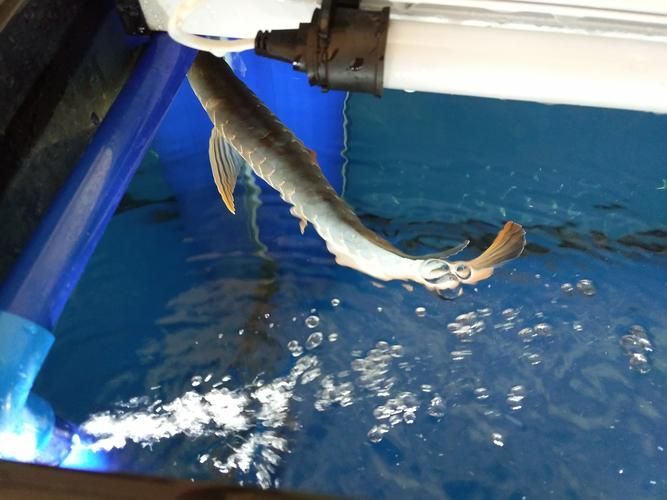 如何判斷龍魚撞缸是否嚴重，arxiv論文助手arxiv論文助手判斷龍魚撞缸是否嚴重