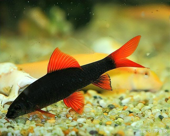 如何判斷龍魚撞缸是否嚴重，arxiv論文助手arxiv論文助手判斷龍魚撞缸是否嚴重