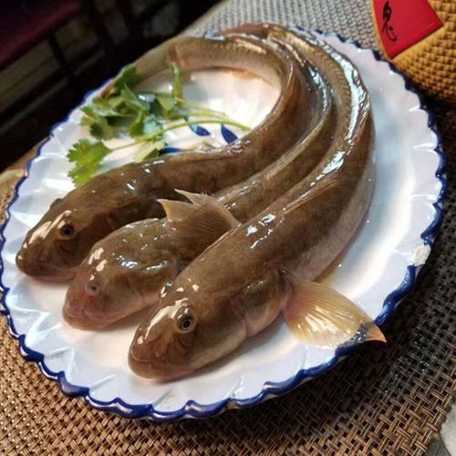 小龍魚的市場價格是多少？，小龍魚的價格一般多少錢？