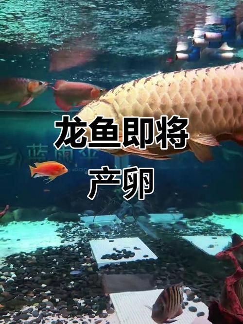 如何判斷過背龍魚是否性成熟，如何判斷過背龍魚性成熟