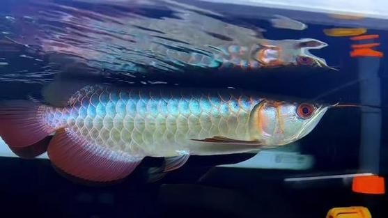 如何判斷過背龍魚是否性成熟，如何判斷過背龍魚性成熟
