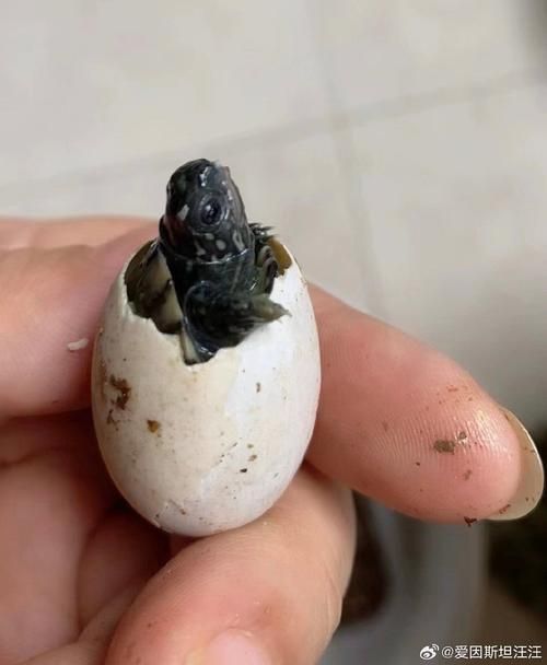 如何判斷過背龍魚是否性成熟，如何判斷過背龍魚性成熟