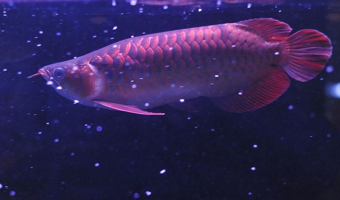 如何判斷過背龍魚是否性成熟，如何判斷過背龍魚性成熟