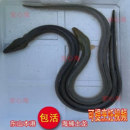哪里可以購買到新鮮的杜龍魚？，如何辨別杜龍魚是否新鮮？