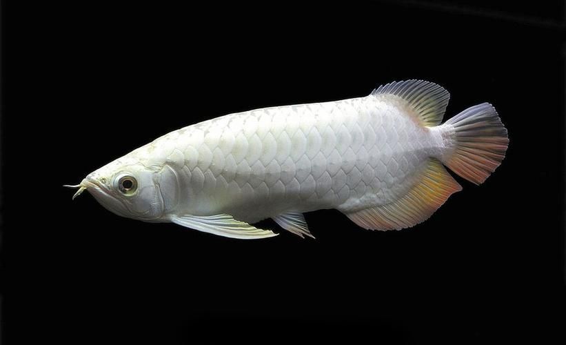 如何鑒別真假白金龍魚？，白金龍魚真?zhèn)舞b別