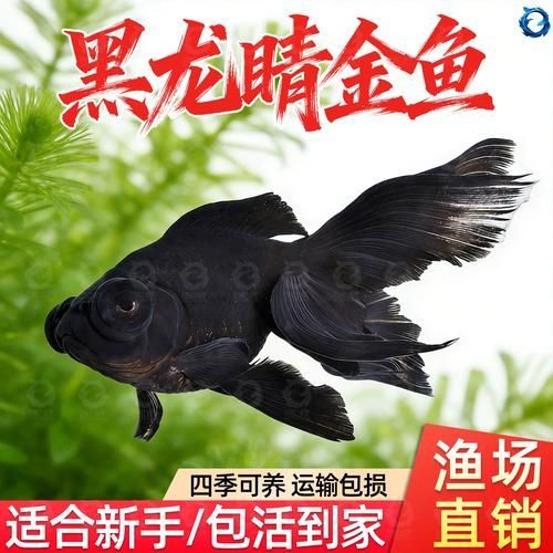 如何判斷自己是否適合養黑龍睛，黑龍睛———科學適合飼養黑龍睛的判斷