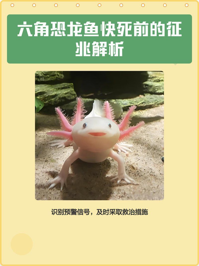 六角恐龍魚生病后多久會(huì)死？，六角恐龍魚快死前的征兆