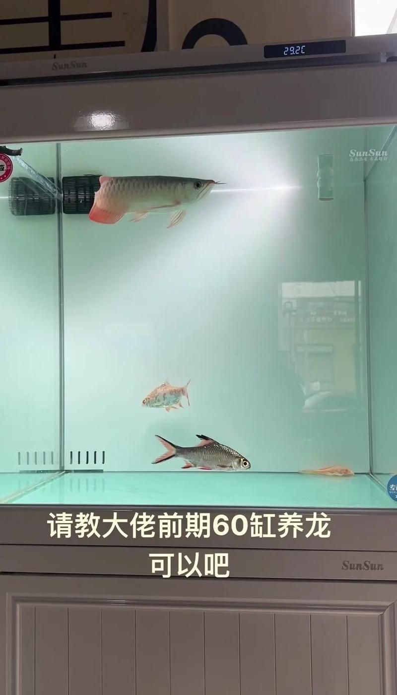 龍魚20公分時應該如何飼養，如何正確飼養20公分的龍魚