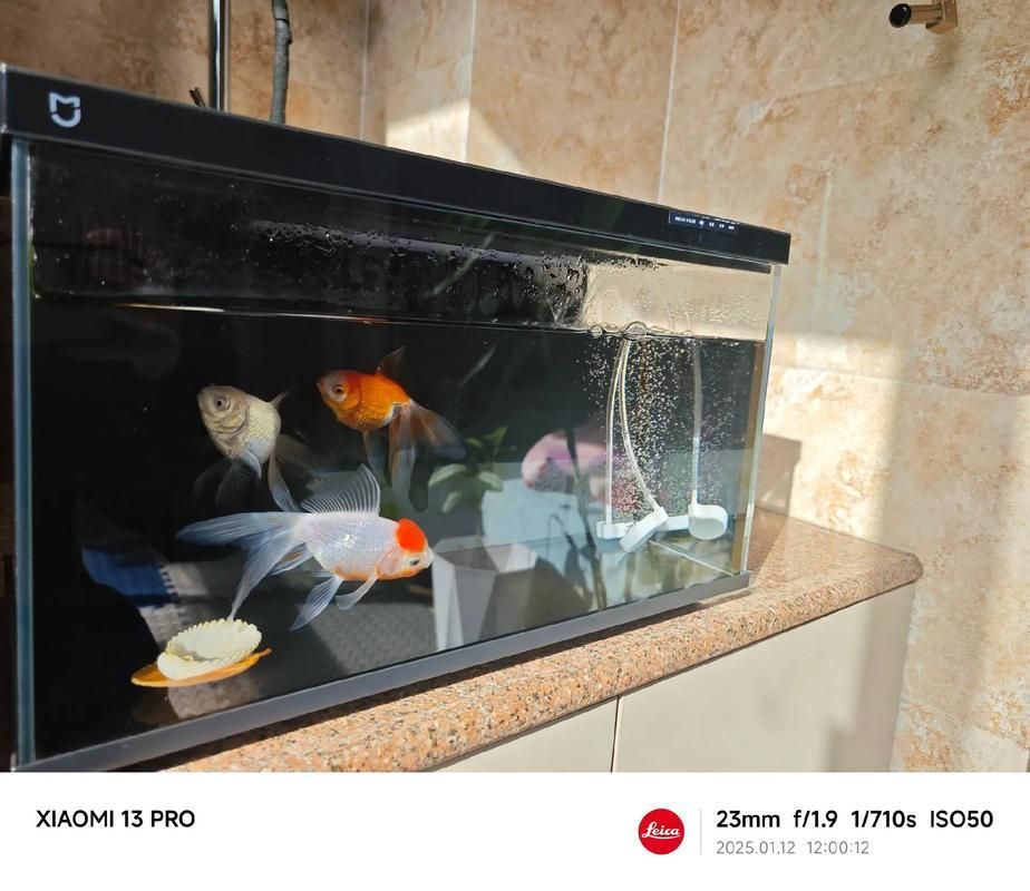 iwish魚缸有哪些型號？，iwish品牌魚缸型號及牌子