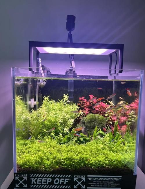 iwish魚缸有哪些型號？，iwish品牌魚缸型號及牌子