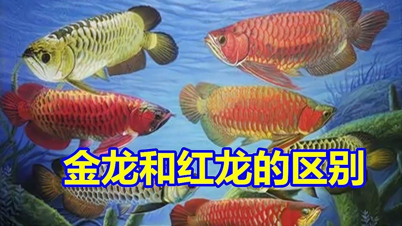 東至龍魚有哪些獨特的品種？，“東至龍魚”并非標準生物學名稱東至龍魚并非標準生物學