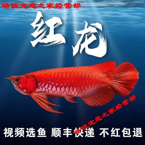 賽級紅龍魚哪個品種最貴？，賽級紅龍魚中最貴的品種是辣椒紅龍魚，辣椒紅龍創(chuàng)世界紀錄