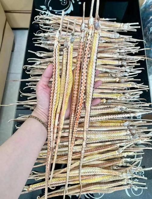 給我一些真正海龍的圖片示例，海龍有哪些種類，海龍的壽命有多長，給我一些真正海龍的圖片示例