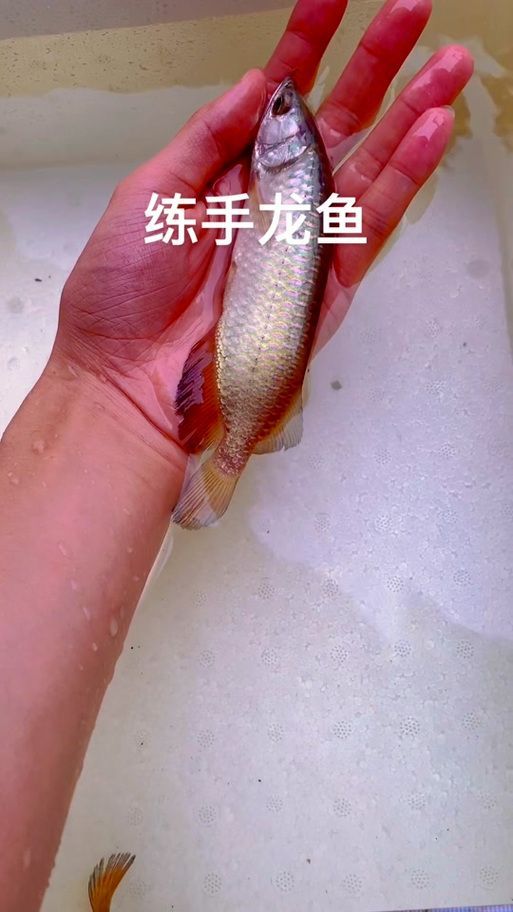 汪美月在哪里可以買到龍魚苗？，汪美月可以線上購買龍魚苗嗎龍魚苗購買渠道對比表