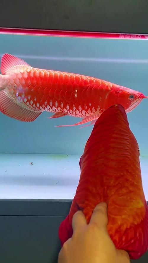 如何判斷紅龍魚是否眼睛內陷？，如何判斷紅龍魚眼睛內陷