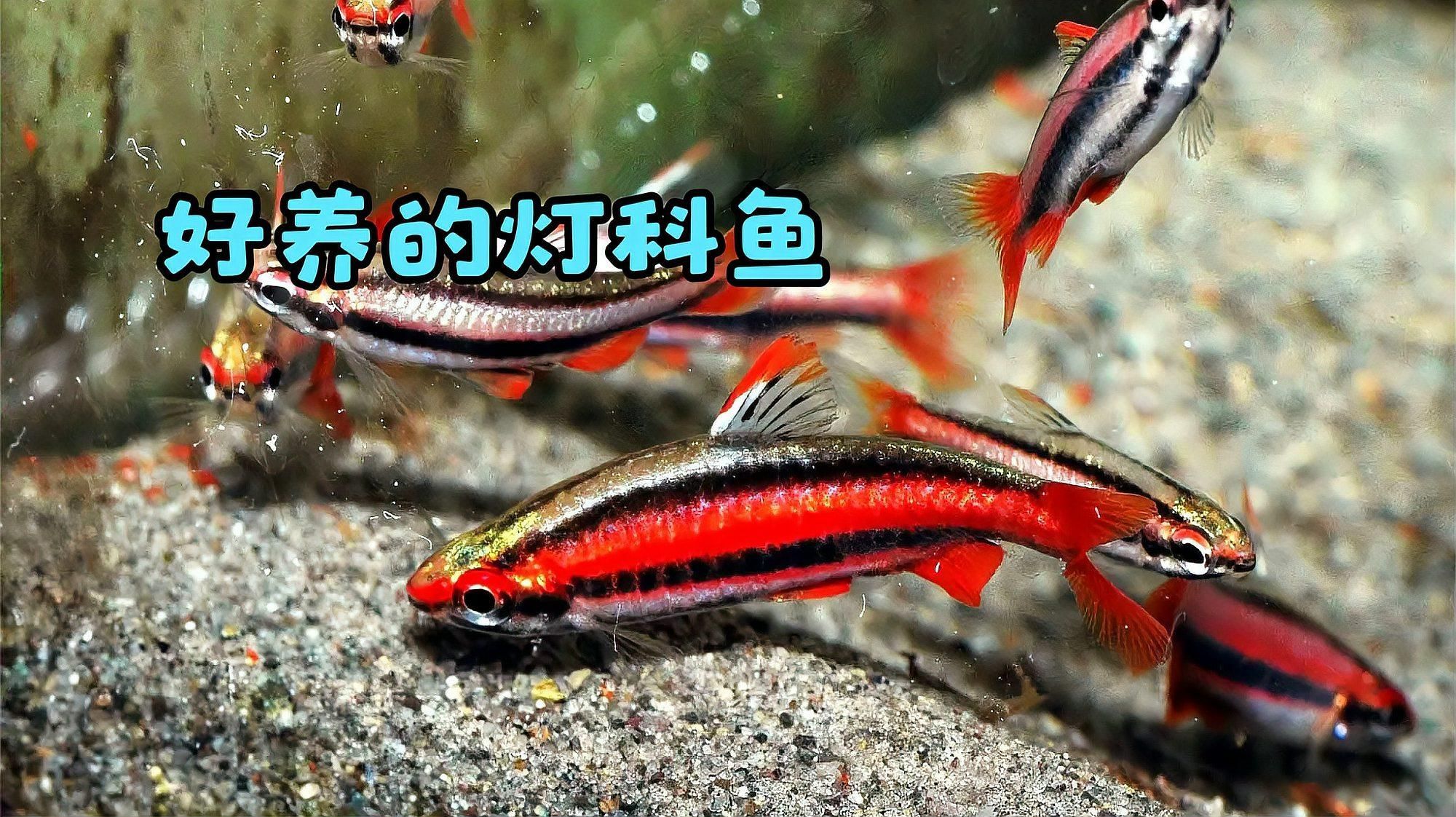 能否推薦一些色彩鮮艷的熱帶魚，七彩神仙魚（red-tailedfiremouth）
