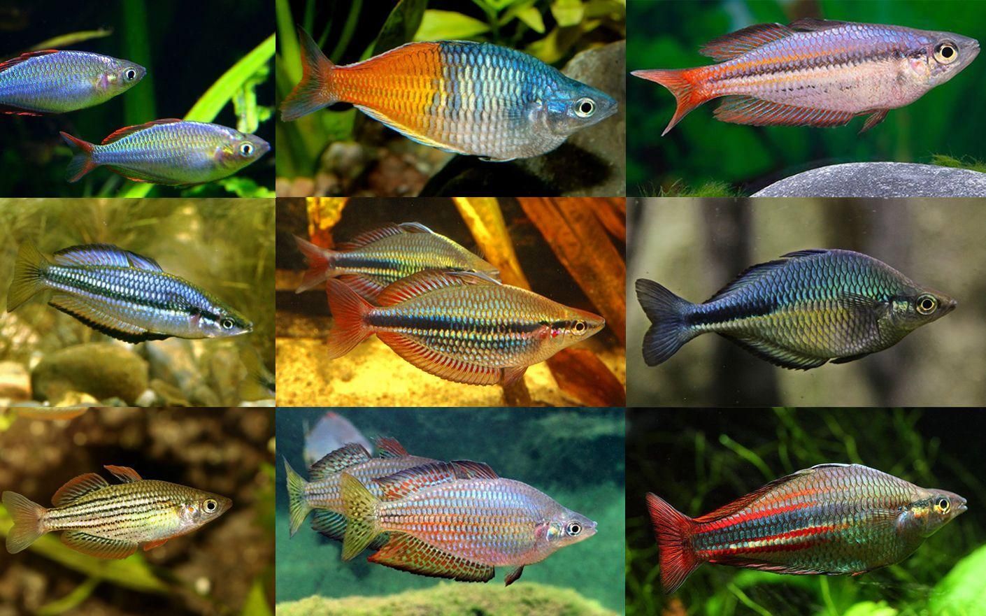 能否推薦一些色彩鮮艷的熱帶魚，七彩神仙魚（red-tailedfiremouth）