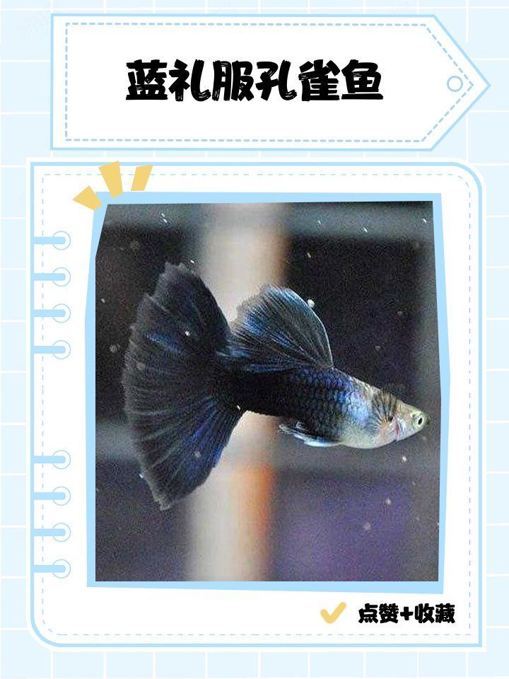 能否推薦一些色彩鮮艷的熱帶魚，七彩神仙魚（red-tailedfiremouth）