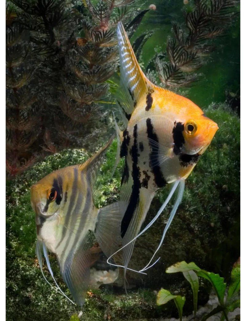 能否推薦一些色彩鮮艷的熱帶魚，七彩神仙魚（red-tailedfiremouth）
