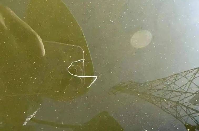 如何預防龍魚感染這三種病？，權威水族養殖龍魚水霉病預防操作圖、預防操作圖、預防操作圖