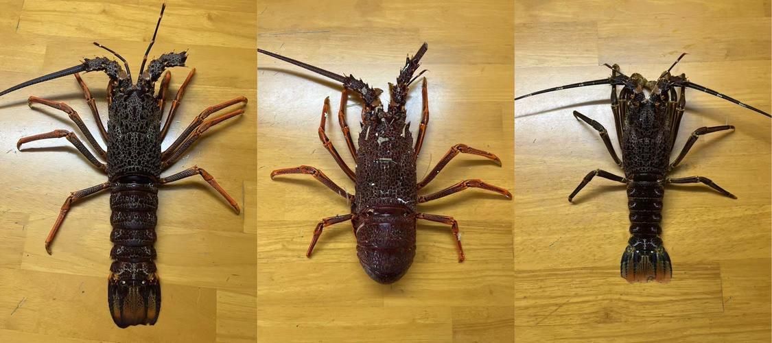 如何區分真假澳龍，權威海洋生物鑒別真假澳龍vs澳洲龍蝦（panulirusornatus或jasusedwardsii）