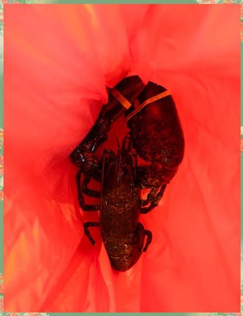 如何區分真假澳龍，權威海洋生物鑒別真假澳龍vs澳洲龍蝦（panulirusornatus或jasusedwardsii）