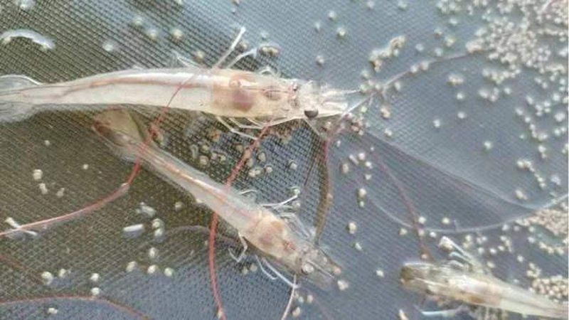 如何區分真假澳龍，權威海洋生物鑒別真假澳龍vs澳洲龍蝦（panulirusornatus或jasusedwardsii）
