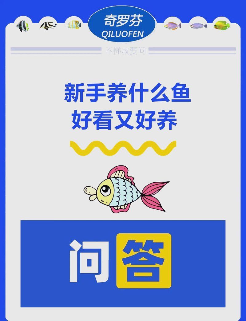如何選擇適合初學者的養魚品種，新手養魚指南