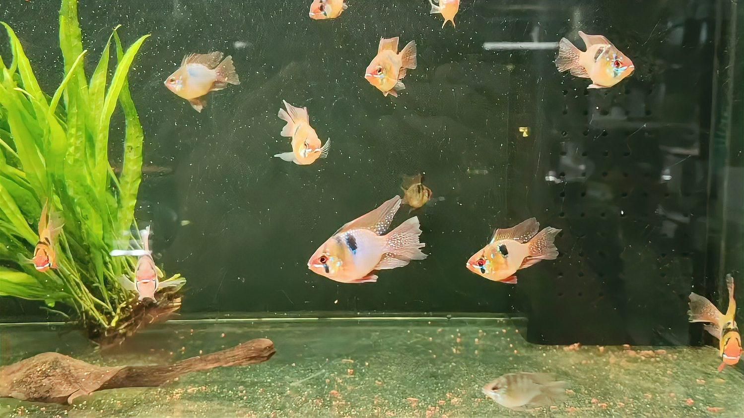 養鳳凰魚需要多大的魚缸？，鳳凰魚需要多大的魚缸，鳳凰魚需要多大的魚缸尺寸