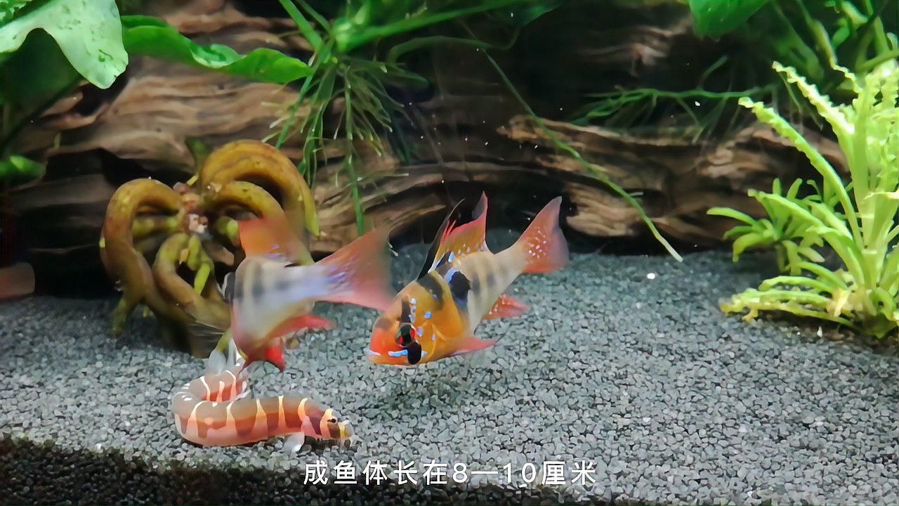 養鳳凰魚需要多大的魚缸？，鳳凰魚需要多大的魚缸，鳳凰魚需要多大的魚缸尺寸