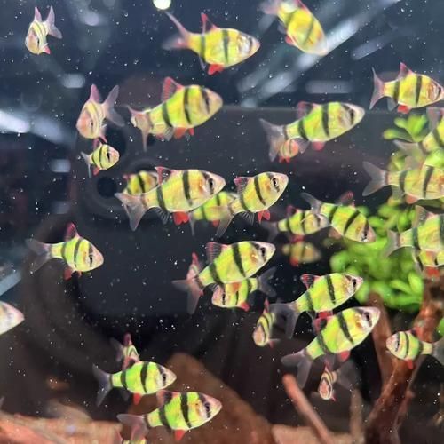 龍魚趴缸最忌三種魚，龍魚趴缸最忌三種魚類