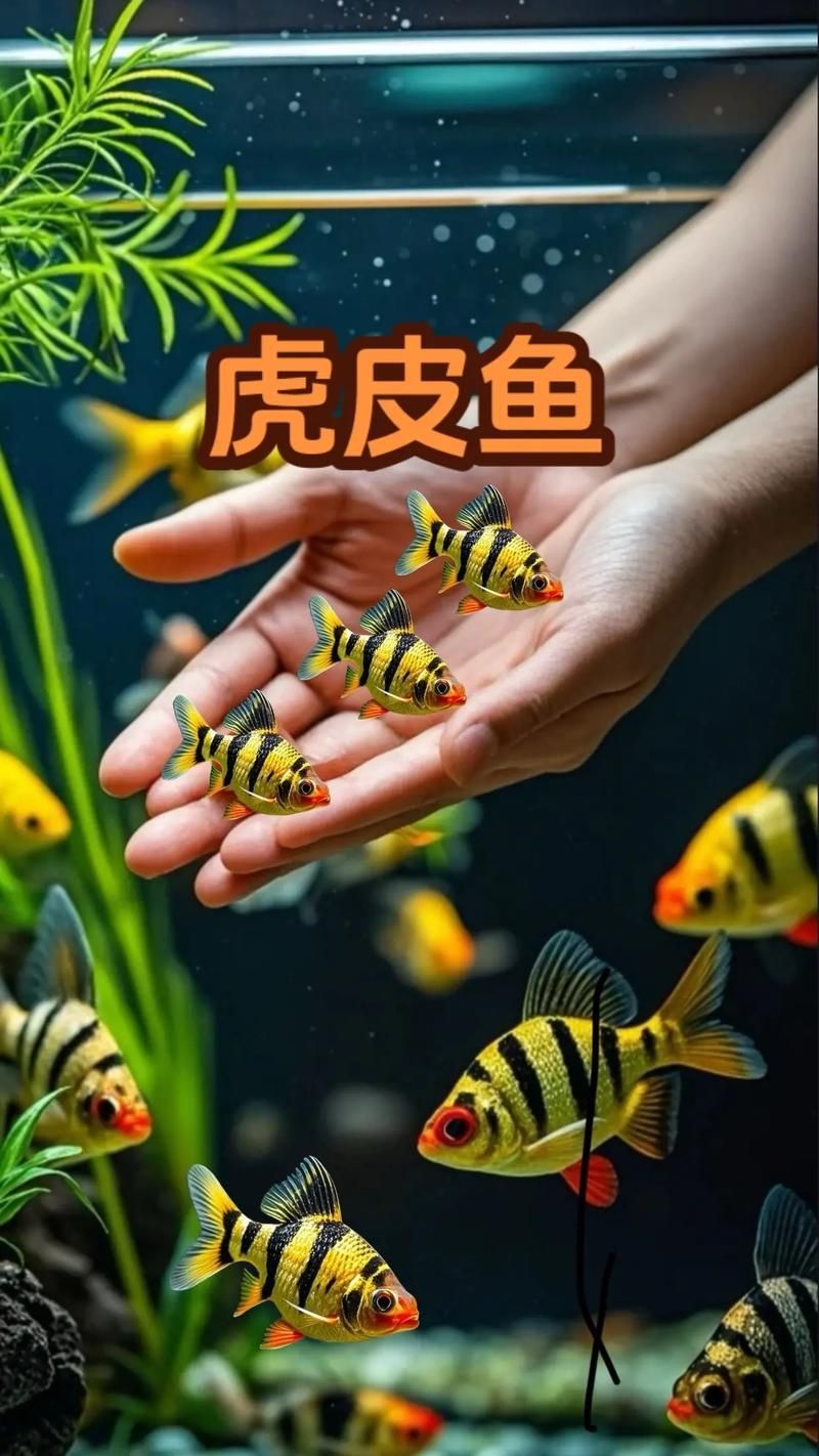 龍魚趴缸最忌三種魚，龍魚趴缸最忌三種魚類