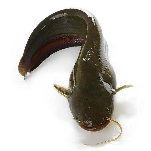 龍魚趴缸最忌三種魚，龍魚趴缸最忌三種魚類